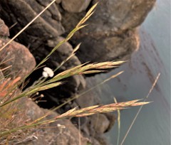 Bromus sitchensis