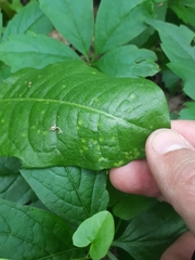 Puccinia dioicae silvatica