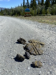 Ursus arctos horribilis