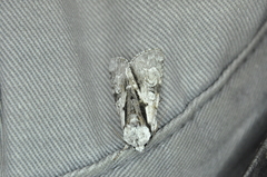Acronicta funeralis