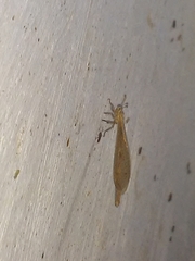Ameromyia pubiventris