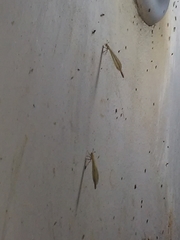Ameromyia pubiventris