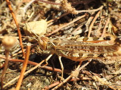 Dociostaurus maroccanus