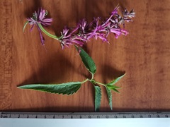 Agastache mexicana