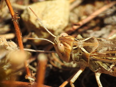 Dociostaurus maroccanus