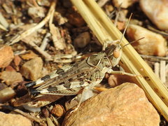 Dociostaurus maroccanus