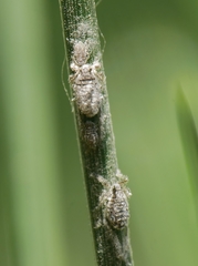 Schizolachnus pineti