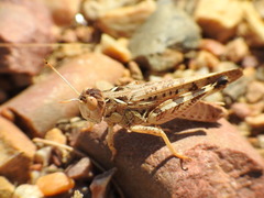 Dociostaurus maroccanus