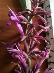 Agastache mexicana