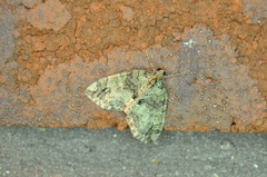 Hydriomena furcata