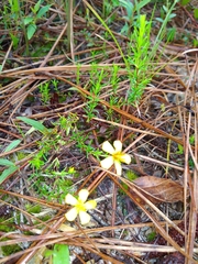 Hypericum tenuifolium