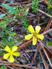 Hypericum tenuifolium