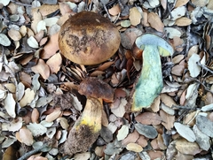 Neoboletus xanthopus