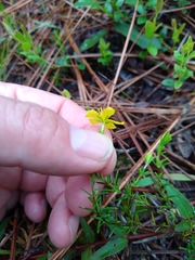 Hypericum tenuifolium