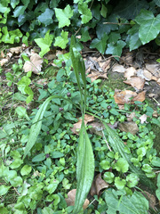 Plantago lanceolata