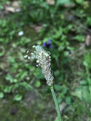 Plantago lanceolata