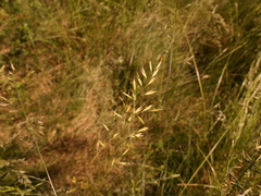 Festuca queriana
