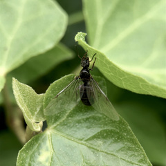Lasius