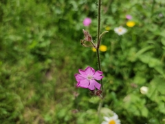 Silene dioica