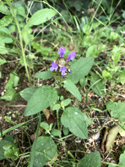 Prunella vulgaris