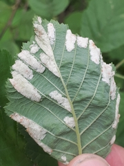 Acalitus brevitarsus