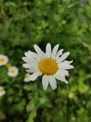 Leucanthemum vulgare