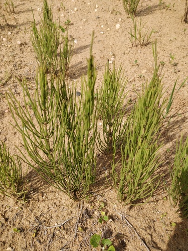 Albuca bruce-bayeri U.Müll.-Doblies