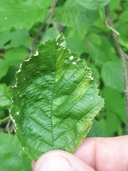 Acalitus brevitarsus