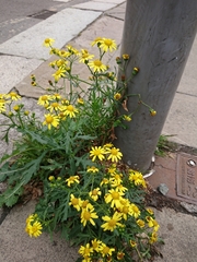Senecio