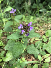 Prunella vulgaris