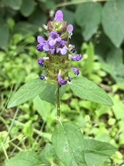 Prunella vulgaris