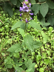 Prunella vulgaris
