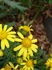 Senecio
