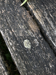 Protoparmeliopsis muralis muralis