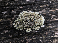 Protoparmeliopsis muralis muralis