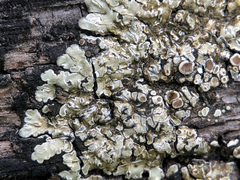 Protoparmeliopsis muralis muralis