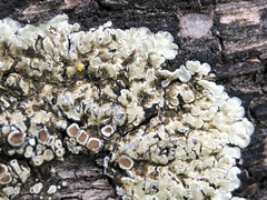 Protoparmeliopsis muralis muralis
