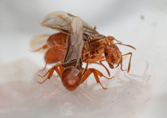 Lasius murphyi