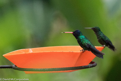 Chrysuronia grayi