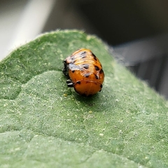 Hippodamia convergens