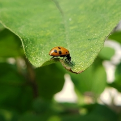Hippodamia convergens