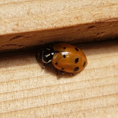 Hippodamia convergens