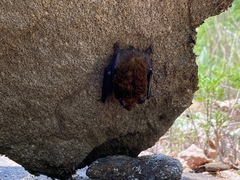 Myotis leibii