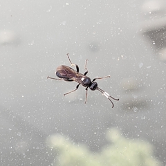 Ichneumon deliratorius