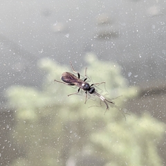 Ichneumon deliratorius