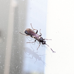 Ichneumon deliratorius