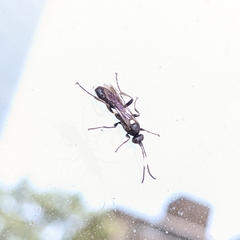 Ichneumon deliratorius