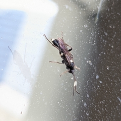 Ichneumon deliratorius