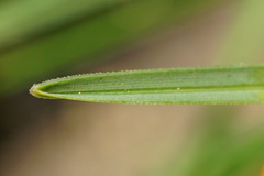 Sesleria albicans