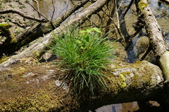 Sesleria albicans